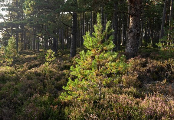 scots-pine-sapling-growing-in-patch-of-open-forest-scotland-the-big-picture-natureplcom